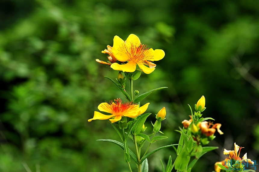 큼직한 황금빛 꽃잎에 강렬한 빨간 꽃술이 여름 숲에서 유달리 돋보이는 물레나물 꽃. 사진=박대문 제공