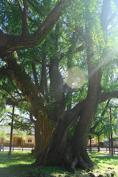 대성전 앞 500살이 넘은 은행나무. 사진=구완회 제공