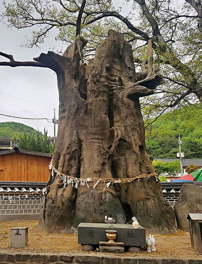 갑사 주차장에 있는 거대한 느티나무. 태풍에 부러져 밑동만 남아 신령스런 괴목이 되었단다. 매년 봄이면 이곳에서 ‘괴목대신제’를 지낸다. 사진=구완회 제공