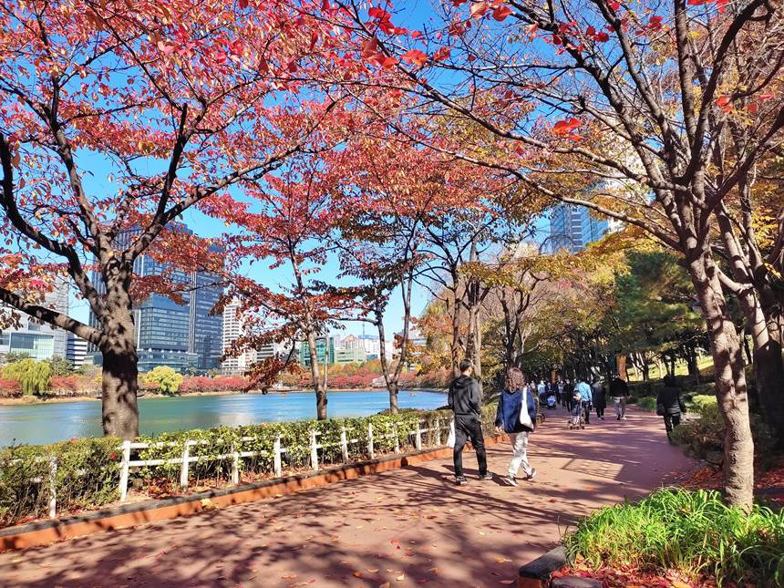 석촌호수공원은 봄에는 벚꽃, 가을이면 단풍이 아름다운 휴식 공간이다. 떠나는 가을을 만끽할 수 있다. 사진=구완회 제공