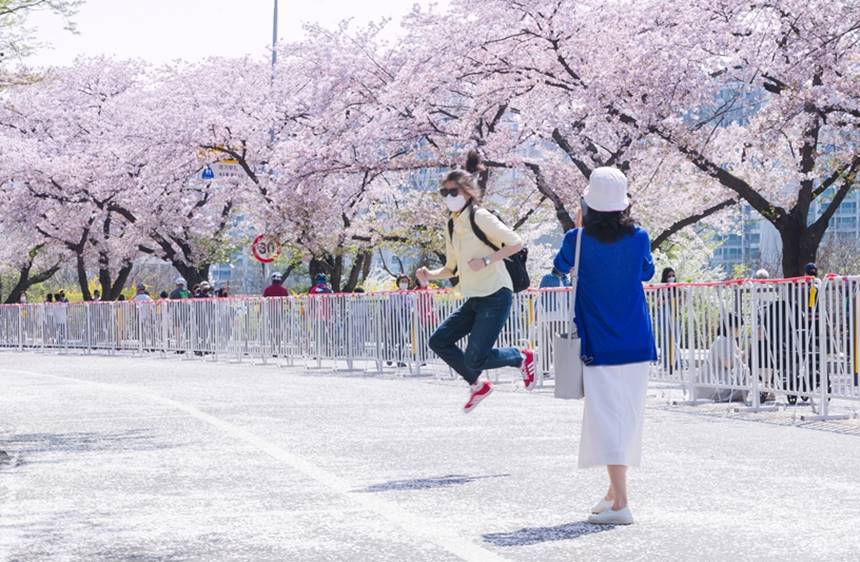 2022년 여의도 봄꽃축제 모습. 서울을 대표하는 벚꽃 축제인 ‘여의도 봄꽃축제’는 4월 4일(화)부터 9일(일)까지 6일 동안 여의서로와 인근 한강공원 일원에서 열린다. 사진=영등포구청 제공