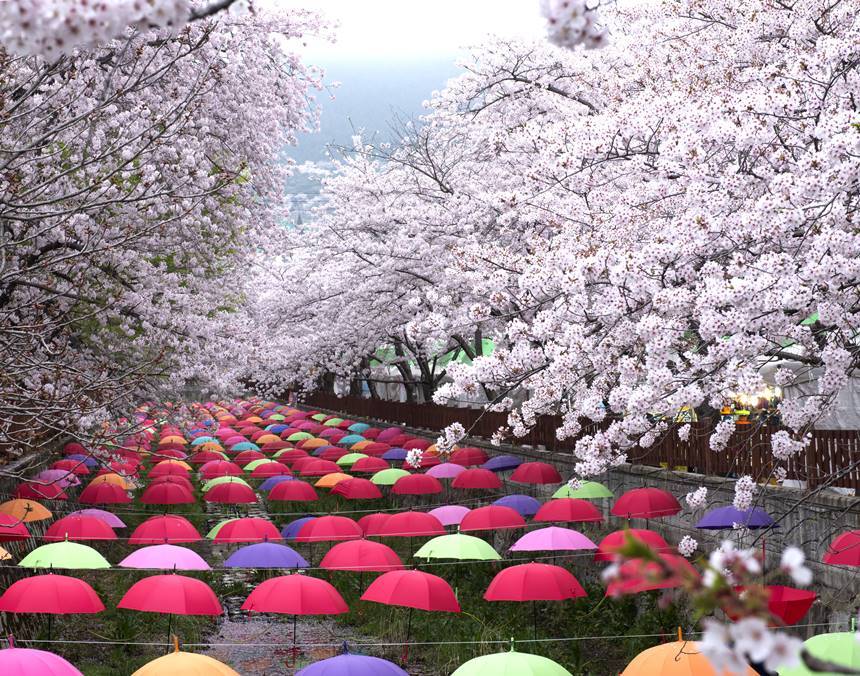 대한민국을 대표하는 벚꽃 축제인 ‘진해 군항제’는 3월 25일(토)에 시작해 4월 3일(월) 막을 내릴 예정이다. 사진=창원시청 제공